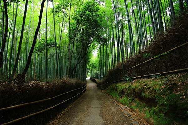 日本京都热门景点 - 嵯峨野竹林（Arashiyama Bamboo Grove）