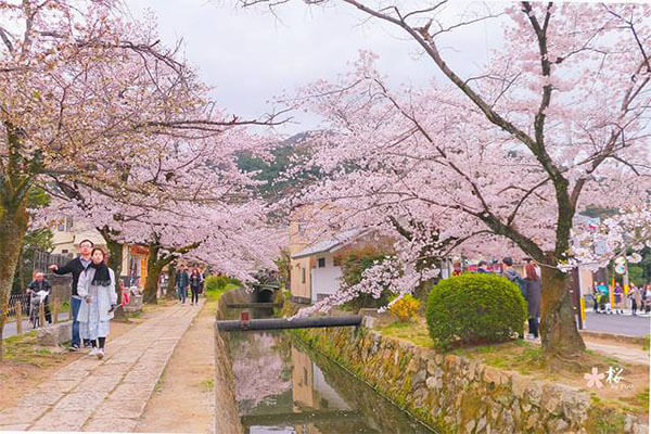 日本京都热门景点 - 哲学之道（Philosopher’s Path）