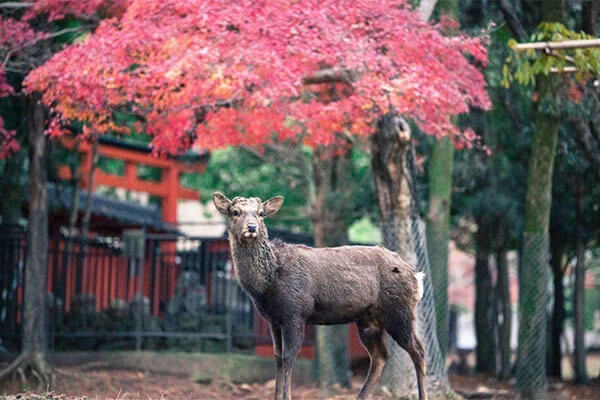 日本奈良热门景点 - 奈良公园（Nara Park）