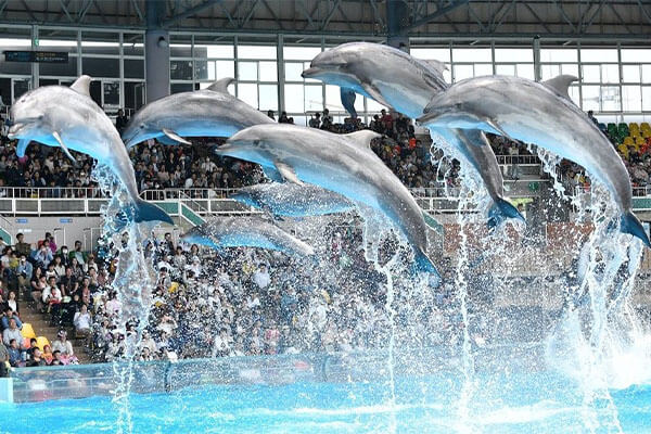 日本和歌山热门景点 - 和歌山海豚牧场（Dolphin Ranch）