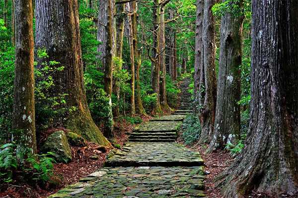 日本和歌山热门景点 - 熊野古道（Kumano Kodo）